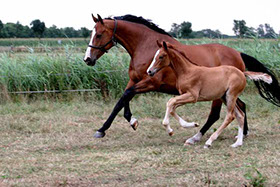 2 Horses Running