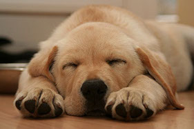 Puppy asleep on the floor